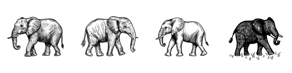 The elephant is a wild animal represented by a modern isolated icon, often found in African safaris, zoos, and savannas, and is also a prized trophy in hunting