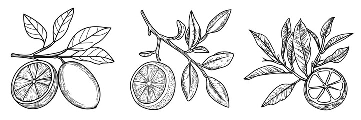 Bergamot oranges are a type of tropical exotic food, often depicted as a modern isolated icon, with the fruit itself being either half cut or whole, showcasing its juicy interior