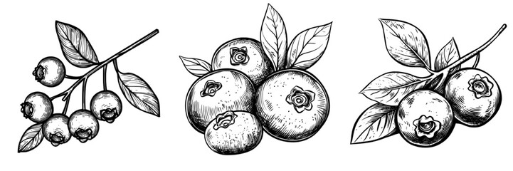 Honeysuckle berries are fruits that come from farm gardens and wild forests, represented by a modern flat isolated icon, and are used for their juicy organic harvest in jam desserts or juice drinks