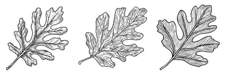 The autumn oak leaf is a symbol of the season, represented by an oak tree shedding dry leaves, often depicted as a modern icon in isolation, while also being associated with the dry red and brown