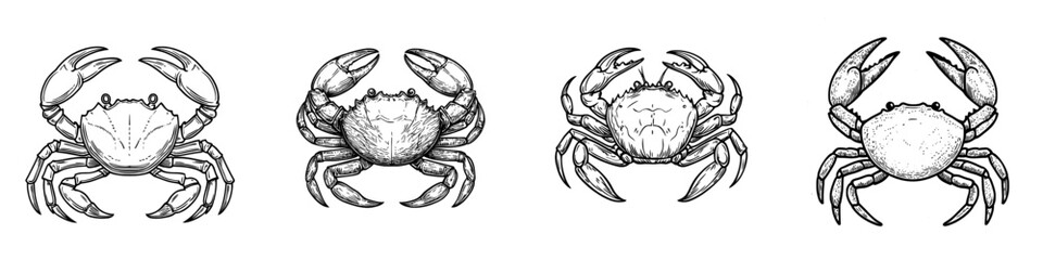 Modern marine underwater animal, the grey swimming crab is a decapod crustacean of Brachyura, shown in an isolated sketch