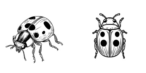 The ladybug beetle is a symbol of pest control and agriculture disinsection services, representing modern methods of managing insect parasites and vermin through pesticide use, specifically within