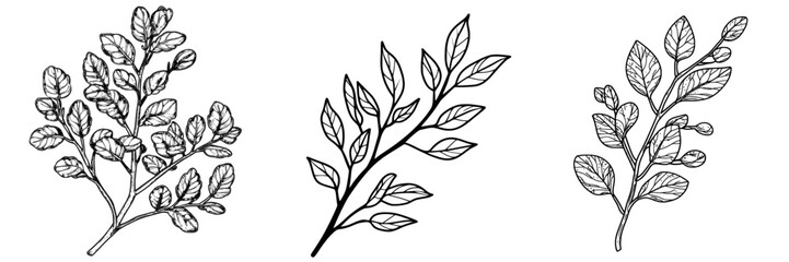 A modern isolated icon depicts autumn leaves on an acacia tree branch with fall foliage, alongside an acacia leaf on a branch twig with red autumn leaves characteristic of the fall season