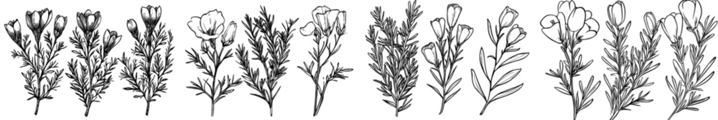 A realistic depiction of a rooibos plant in bloom, accompanied by an isolated redbush, showcases the modern branches of red tea adorned with leaves and vibrant yellow flowers, highlighting the