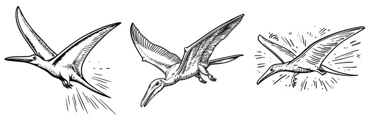 The cartoon pterodactyl is depicted as an isolated Pteranodon, a modern flying dinosaur and prehistoric pterosaur dino bird © Антон Сальников