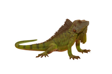 Green lizard iguana toy. The isolation is on a transparent background in the PNG format.