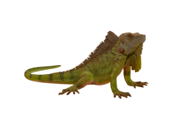 Green lizard iguana toy. The isolation is on a transparent background in the PNG format.