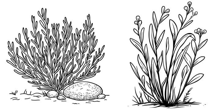 Carrageenan moss and seaweed are examples of cartoon underwater plants that can be found in aquariums, alongside sea algae and other marine flora