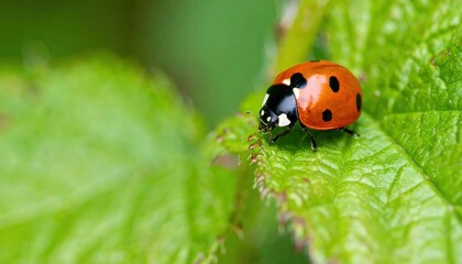 Fototapeta premium Ladybug crawling on green leaf close-up photography nature outdoor macro view insect behavior