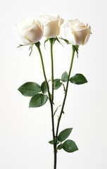 Elegant White Roses Standing Tall on Thin Stems with Green Leaves Against Light Background for Peaceful Atmosphere Representation
