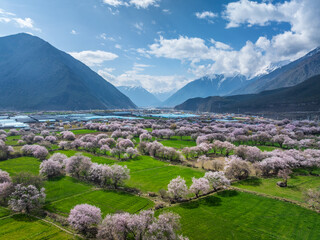 Peach blossoms in Bome Nyingchi Tibet © why2husky