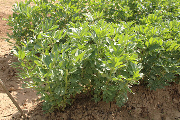 Plant de fèves dans carré potager dans le jardin