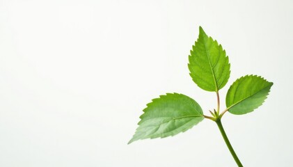 Fototapeta premium Single, delicate sapling against pure white backdrop , backdrop, minimal, isolated
