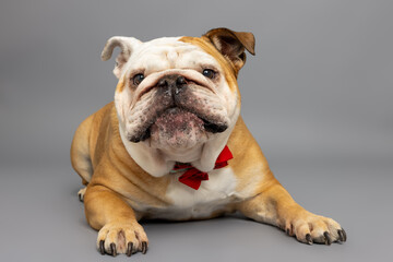 Close-Up Portrait of Bulldog in Red Bow Tie on Gray Background