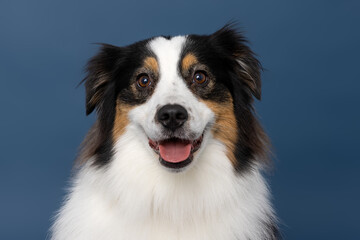 Fototapeta premium Smiling Australian Shepherd Dog Close-Up on Blue Studio Background