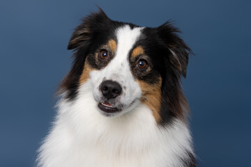 Close-Up of Australian Shepherd Dog with Head Tilt on Blue Background