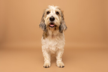 Wire-Haired Dog Standing and Smiling on Tan Studio Background