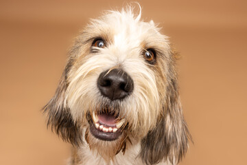 Close-Up of Happy Wire-Haired Dog Smiling on Tan Background