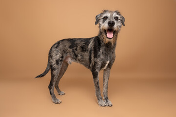 Full-Body Portrait of Smiling Wire-Haired Dog on Tan Background