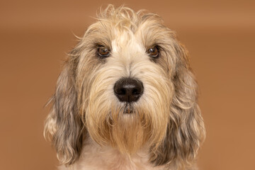 Close-Up Portrait of Wire-Haired Dog on Warm Tan Background