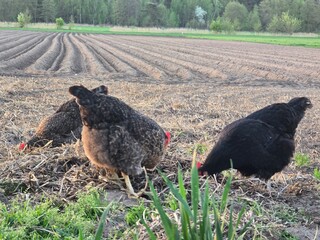 Three speckled chickens, mostly dark-feathered, forage in a tilled field with some green vegetation, under a soft, natural light, likely at dusk or dawn.