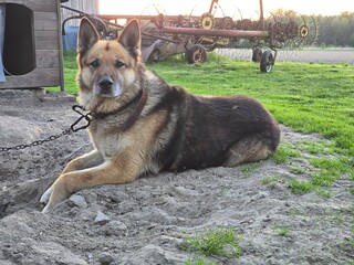 A watchful German Shepherd dog lies on sandy ground outside a kennel, with farm equipment in the...