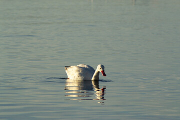 Ducks Peacefully Floating in a Southern Chilean Bay