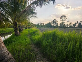 Fototapeta premium “Sunset Over Thai Countryside with Rice Fields and Canal”