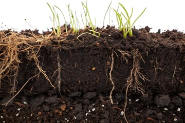 A cross section of soil with grass and roots visible