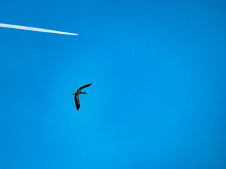 Fischreiher im Flug am blauen Himmel