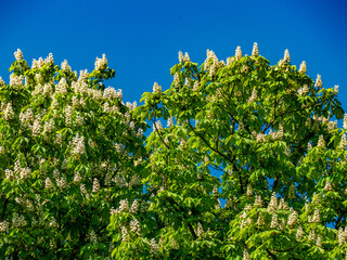 Kastanienbaum mit leuchtenden Blättern im Frühjahr
