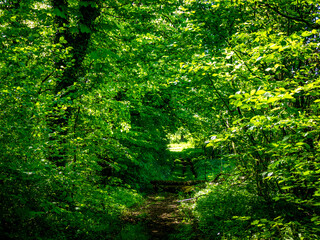 Pfad durch den grünen Wald