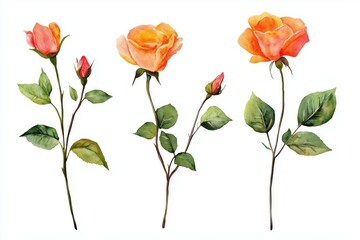 Obraz premium Watercolor set of single stem flowers with leaves, isolated on white background, elements for minimalist floral designs