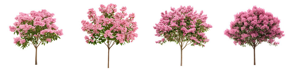 Fototapeta premium Flowering pink trees in bloom
