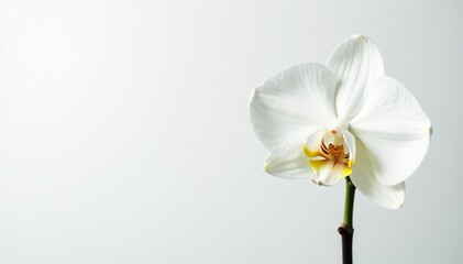 Obraz premium Delicate white orchid blossom against pure white backdrop, tranquil, closeup