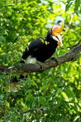 The rhinoceros hornbill (Buceros rhinoceros) is a large species of forest hornbill (Bucerotidae)....