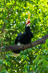 The rhinoceros hornbill (Buceros rhinoceros) is a large species of forest hornbill (Bucerotidae). In captivity it can live for up to 35 years.