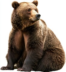 Obraz premium Majestic Grizzly Bear Sitting Gracefully in Profile Displaying Thick Fur and Strong Physique Perfect for Wildlife and Nature Photography