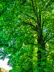 Kastanienbaum mit leuchtenden Blättern im Frühjahr
