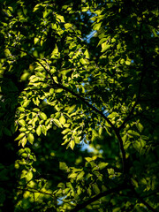 Kastanienbaum mit leuchtenden Blättern im Frühjahr