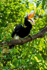 The rhinoceros hornbill (Buceros rhinoceros) is a large species of forest hornbill (Bucerotidae). In captivity it can live for up to 35 years.