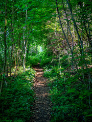 Pfad durch den grünen Wald