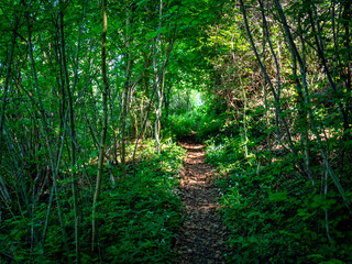 Pfad durch den grünen Wald