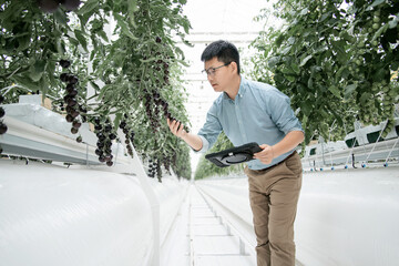 asian male farmer working with digital tablet  in greenhouse