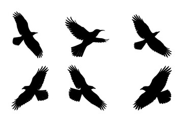 Fototapeta premium Silhouette Set of Flying Ravens in Various Flight Poses on White Background