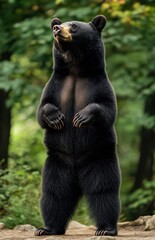 Standing black bear in a lush forest setting, showcasing its powerful stance and natural beauty, surrounded by greenery and soft sunlight filtering through trees