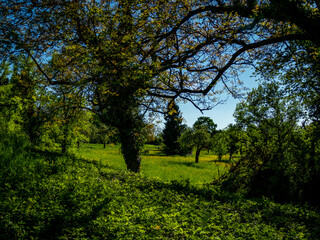 Fototapeta premium Baumgrundstück mit Obstbäumen im Frühjahr