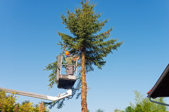 Arborist Trimming Tall Spruce Tree with Chainsaw from Elevated Platform on Clear Sunny Day in Residential Garden