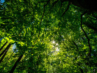 Fototapeta premium Kastanienbaum mit leuchtenden Blättern im Frühjahr