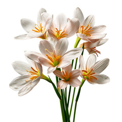 Fototapeta premium Gorgeous Rain Lily flower bouquet with fresh tones